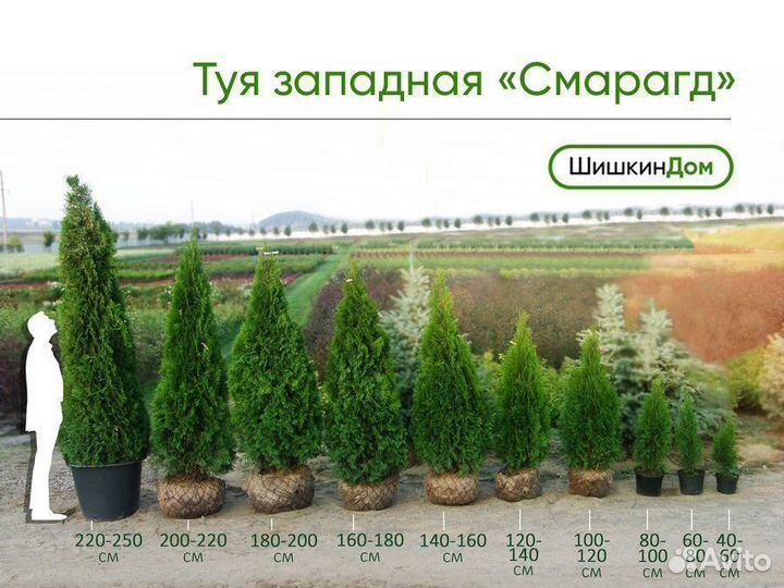 Туя Смарагд в ассортименте