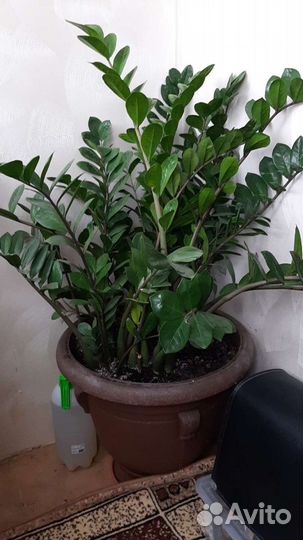 Замиакулькас фиалки вьюн крокус кактусы сукуленты