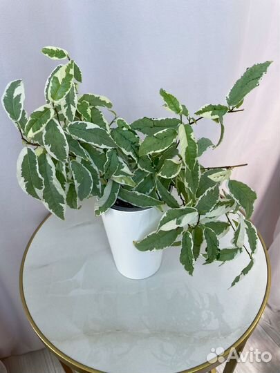 Фикус сагиттата