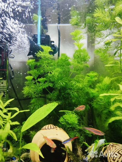 Аквариумные растения прополка