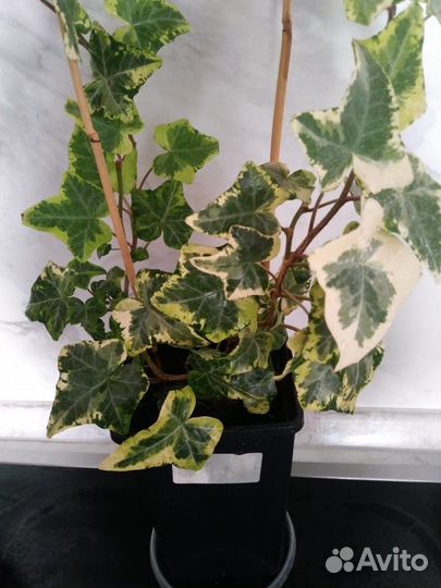 Плющ сортовой вариегатный