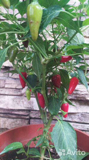 Семена сладкий mini перец Аленький цветочек