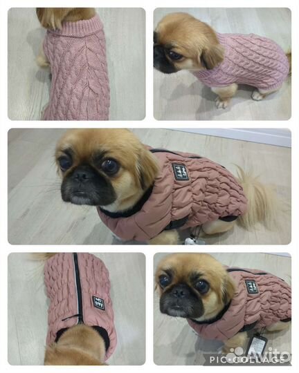 Одежда для собак