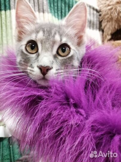 Котенок Игорь 3 месяца окрас дворянский вискас