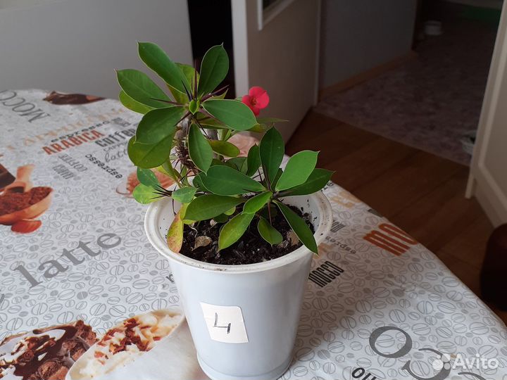 Молочай цветущий