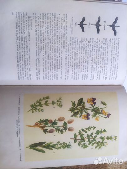 Плавильщиков Н.Н. Юным любителям природы