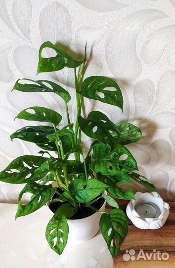 Монстера адансона