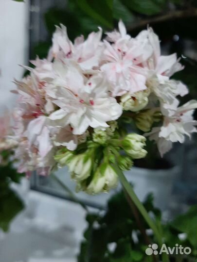 Комнатные растения цветы