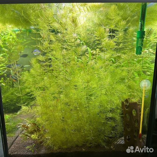 Растения для аквариума бесплатно