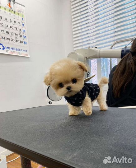 Мальтипу Тикап из Кореи