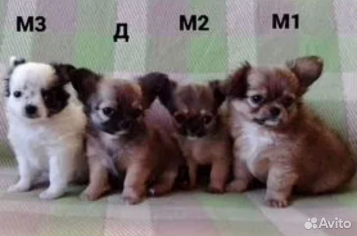 Щенки чихуахуа длинношерстные мини