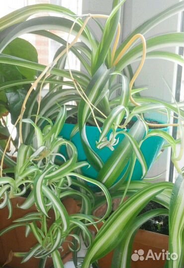 Хлорофитум