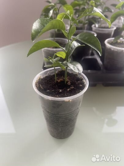 Продам саженцы лимона