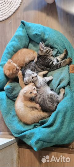 Метис Мейн-кун