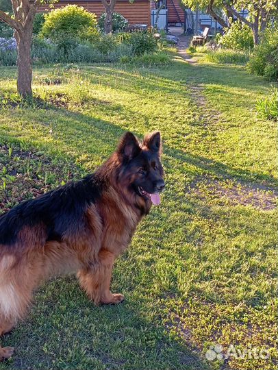 Немецкая овчарка вязка