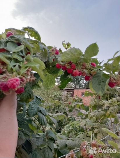 Малина рассада