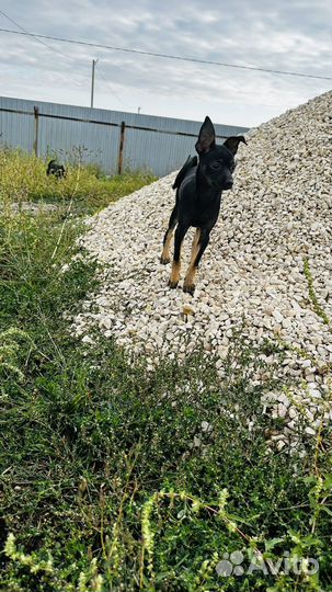 Мини той-терьер