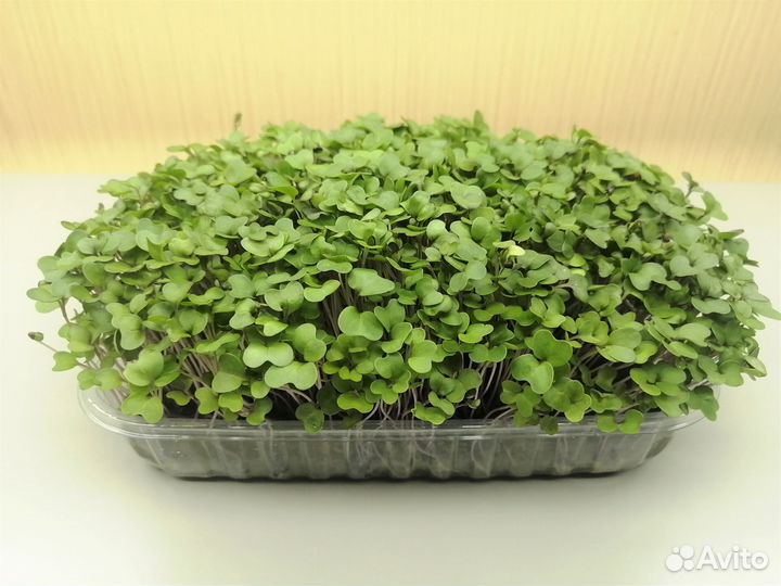 Микрозелень