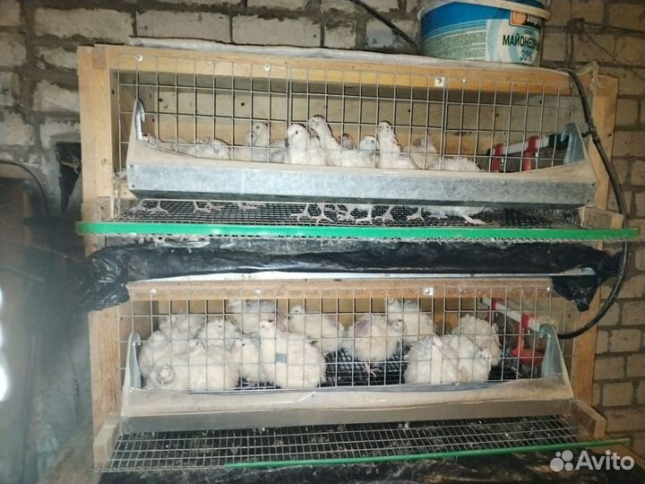 Клетки для перепелов бу