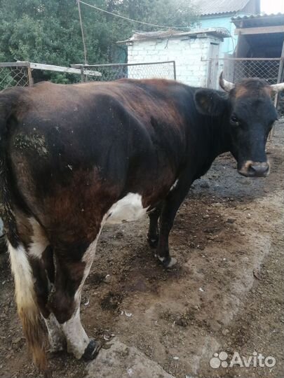Коровы дойные молочные
