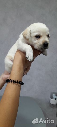 Щенки лабрадора