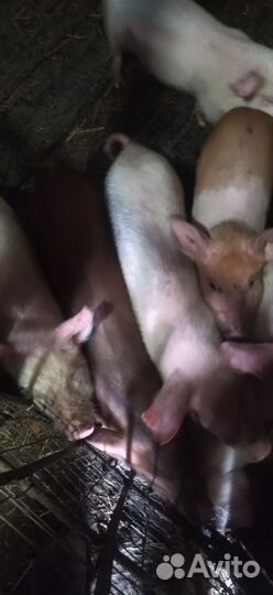 Лучше меня вы не найдете