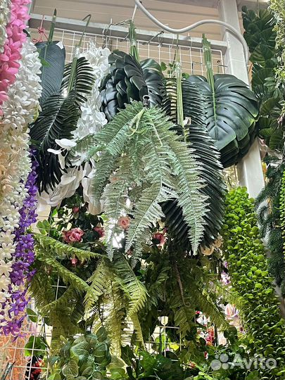 Ампельные растения