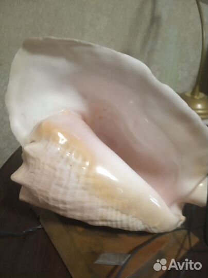 Ракушка -светильник