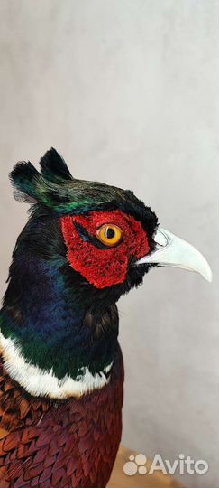 Чучело фазана охотничьего