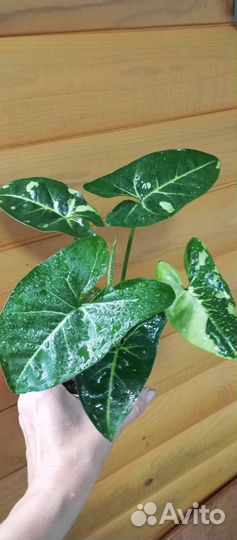 Стнгониум Панда