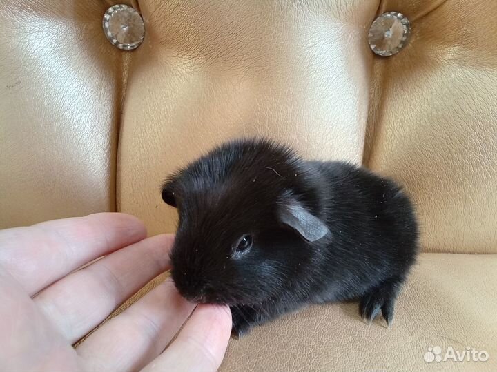 Морские свинки болдуины