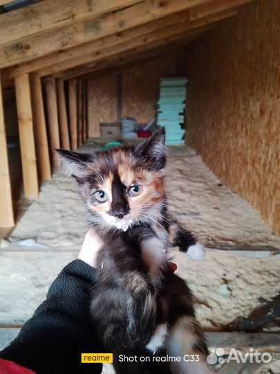 Домашние животные котята