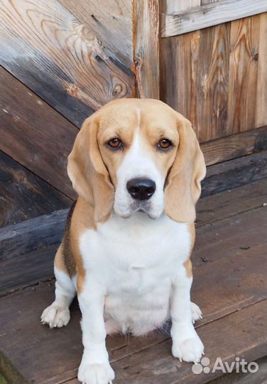 Щенки Бигль РКФ