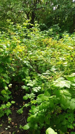 Дача 10 м² на участке 6 сот.