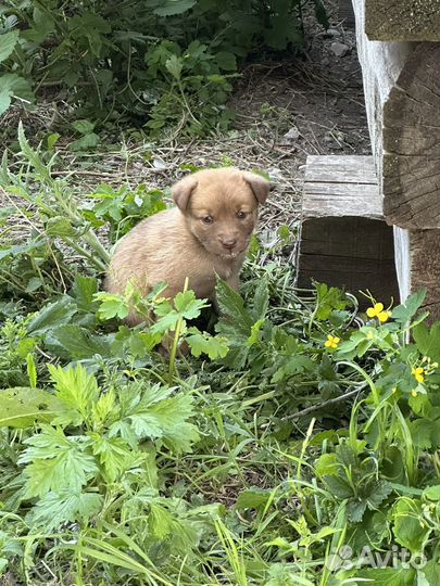 Щенята в добрые руки