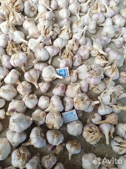 Чеснок крупнозубковый