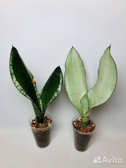 Сансевиерия сортовая