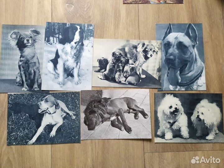 Открытки СССР, гдр. Собаки, ёжики, проч