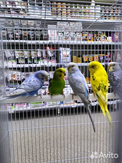 Попугаи волнистые