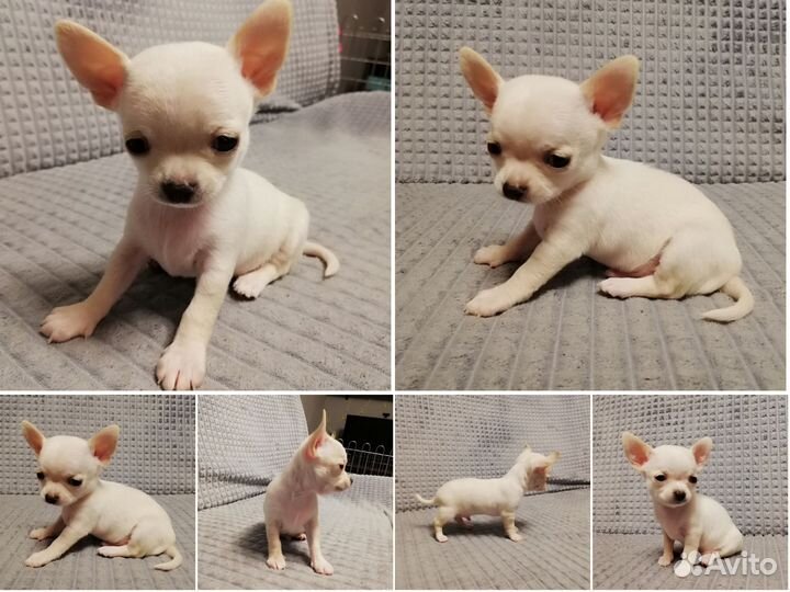 Щенки чихуахуа
