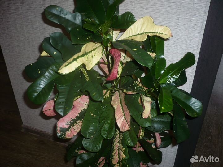 Кротон Вилма