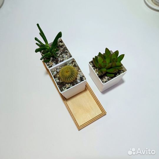 Пластиковые горшки для суккулентов и кактуса набор