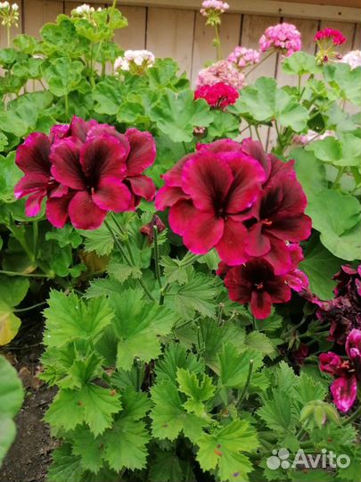 Пеларгония герань
