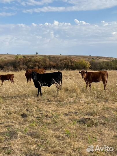 Тёлки, бычки подсосные