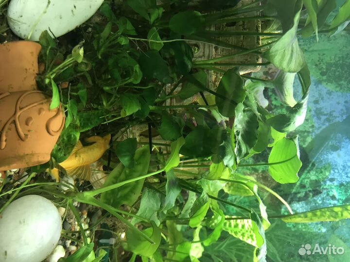 Аквариумные растения, ампулярии