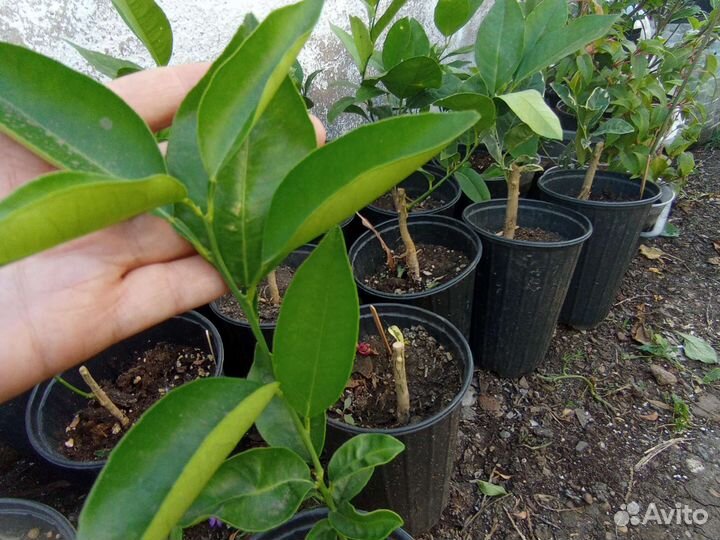 Мандарин Чинотто