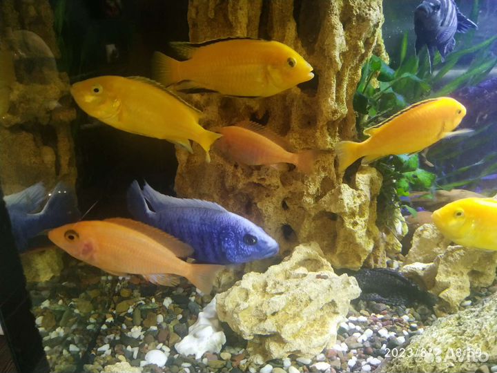 Малавийские цихлиды