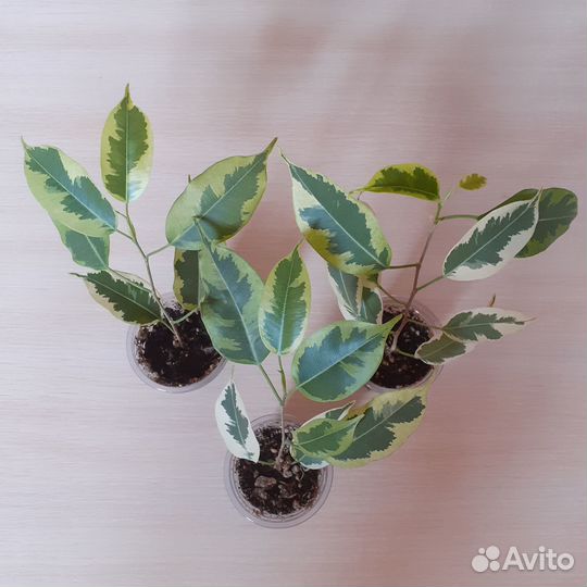 Сортовые фикусы