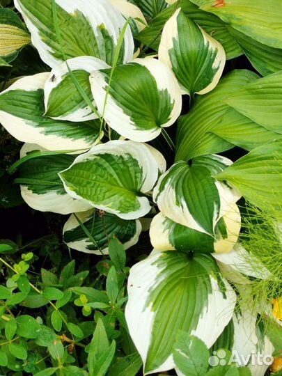 Продам хосты