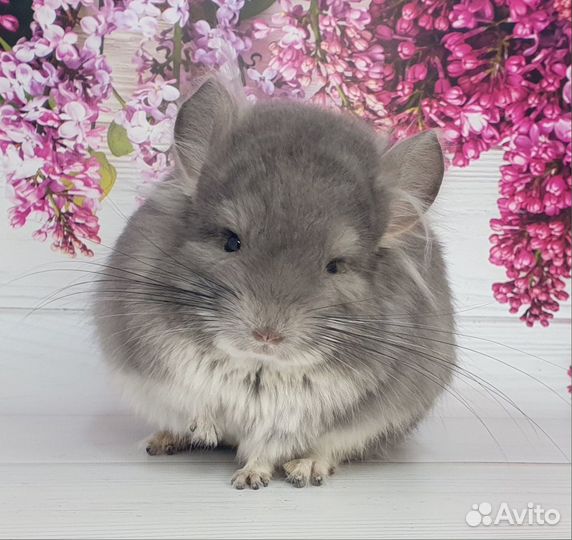 Шиншилла Тони